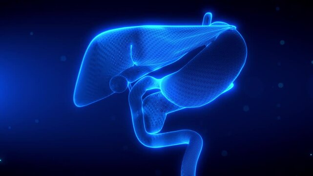 3D wireframe hologram revealing the hepatopancreatobiliary system, including liver, pancreas, gallbladder, and ducts, in a glowing looped medical visualization, lasting 20 seconds Seamless loop
