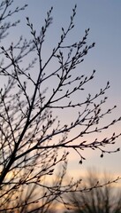 Obraz premium Silhouetted bare tree branches with buds against a soft pastel sunset sky.