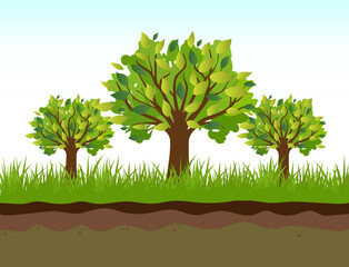 group of green trees in the garden green trees growing