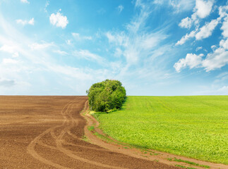Landscape with a sown field and a plowed field