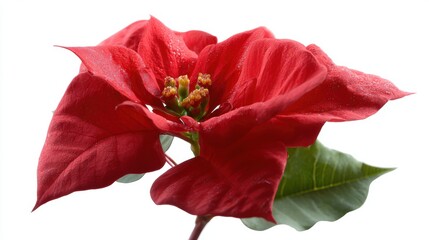 Fototapeta premium Red poinsettia flower isolated on white background