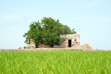 old house in the field