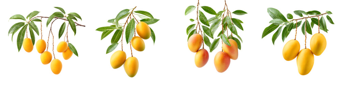 Fresh Marian Plum (Maprang) Branches Isolated on White
