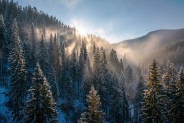 Snowy forest with sun rays filtering through trees