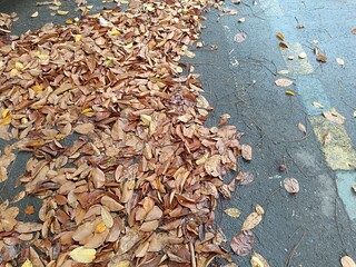 A dense pile of brown and yellow fallen leaves accumulated on a wet asphalt surface with faded road...