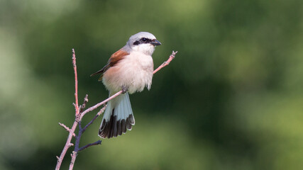 red backed shrike