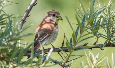 robin on a branch