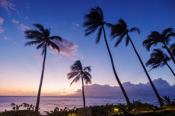 Obraz premium Stunning Hawaii ocean sunset with silhouettes of palm trees swaying against a vibrant sky