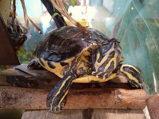 Turtle in the terrarium 