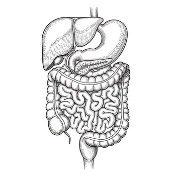 Digestive System Sketch White on Black Intestine Anatomy Art