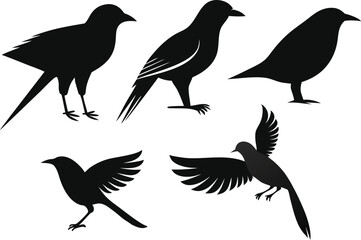 Realistic Bird Silhouette Vector | Black Wild Feathered Animal Clipart