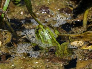 cute frog in the pond