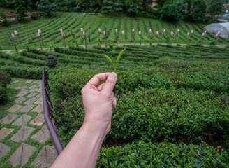 The tea picker is harvesting tea leaves in the morning.	