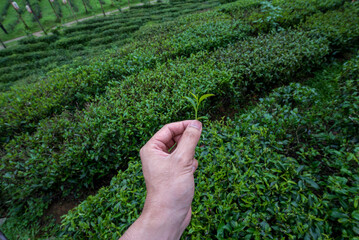 The tea picker is harvesting tea leaves in the morning.	