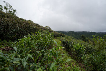 The tea picker is harvesting tea leaves in the morning.	