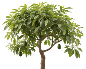 Fototapeta premium Whole Avocado Tree with Ripe Fruits Isolated on White Background