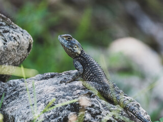 a beautiful lizard on the rock