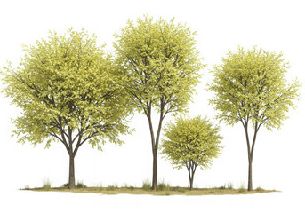 Fototapeta premium Four lush green and yellow trees with grass isolated on transparent background