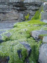 Mossy rocks by the sea
