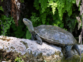 a turtle on a rock in the lake