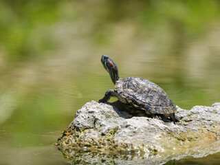 a turtle on a rock in the lake