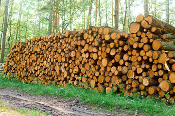 Wooden pine trunks prepared for milling