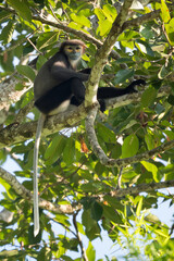 Black-shanked Douc Langur - Pygathrix nigripes, beautiful Critically Endangered native to forests...