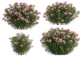 Four isolated pink oleander bushes on transparent background, showcasing different sizes