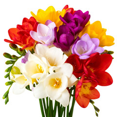 Naklejka premium Elegant Assortment of Colorful Freesia Flowers with Green Stems, Isolated on Transparent Background