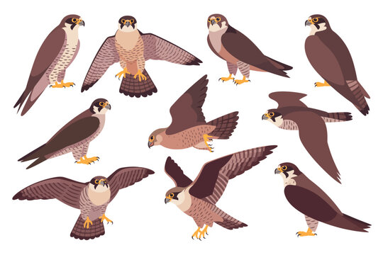 はやぶさ」の写真素材 | 439,946件の無料イラスト画像 | Adobe Stock