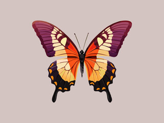 a butterfly with vibrant