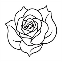 Outline Drawing of a Detailed Rose Flower on a White Background