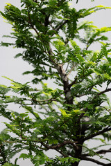 bonsai tree close up