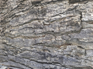 the surface of the bark is old and rough