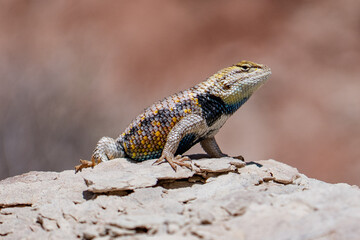 Sceloporus magister,  desert spiny lizard, is a lizard species of the family Phrynosomatidae, Toadstool Hoodoos Trail, Kane County, Utah