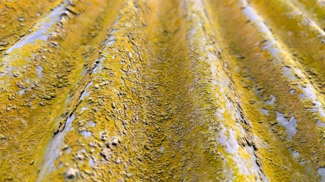 An old corrugated metal sheet is heavily covered with bright yellow moss texture - Powered by Adobe