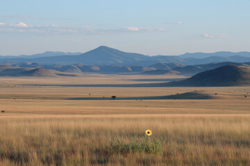 savanna plain in south africa under clear blue light depicting seasonal transition