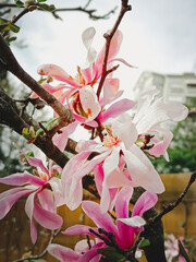 Magnolia Susan Flowers Blossom Beautiful Fresh Pink. Close-up of magnolia flowers. Vertical photo.