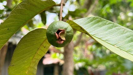 Close up shows the green guava fruit hanging from a guava tree branch