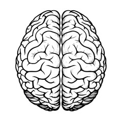 Fototapeta premium Brain Illustration White Anatomical Drawing on Transparent Background
