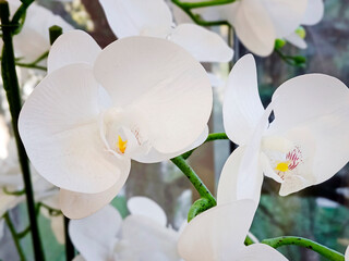 Blooming orchid on the window. Beautiful decorative flower close-up.