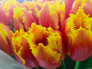 Beautiful orange fringed tulips in a beautiful bouquet, close-up, selective focus.