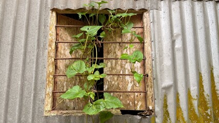 Green vine grows through a dilapidated, rusted window barred with metal on corrugated building