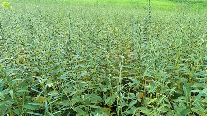 Vast green field showcases a thriving crop of tall sesame plants under the natural sunlight