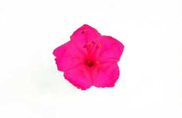 Vibrant pink Mirabilis jalapa bloom, with visible stamens, is isolated against a clean white backdrop