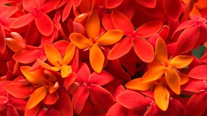 Vivid red and orange ixora flowers present a beautiful, vibrant close up display