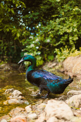 Beautiful Iridescent Waterfowl by the Stream Surrounded by Lush Greenery
