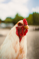 The closeup image features a beautiful white chicken with a vibrant red comb against a captivating...