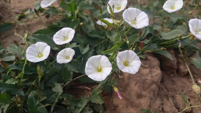 The white flowers of Convolvulus arvensis grow in the field. Blossom.