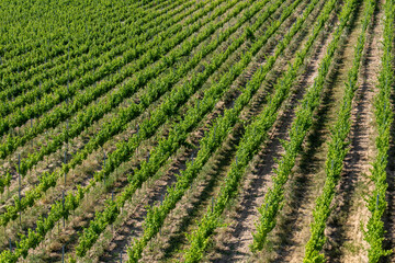 Rows of green grapevines in Tokaj wine region, Slovakia. Well-organized vineyard with visible soil and bright sunlight on a summer day.